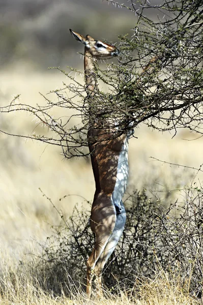Gazelle Gerenuk in African savannah — Stock Photo, Image