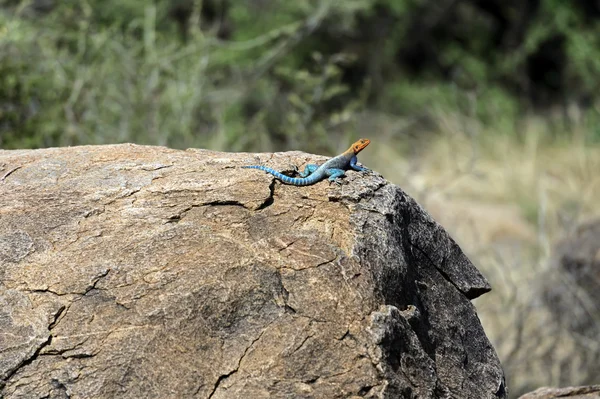 Lagarto arco-íris africano — Fotografia de Stock