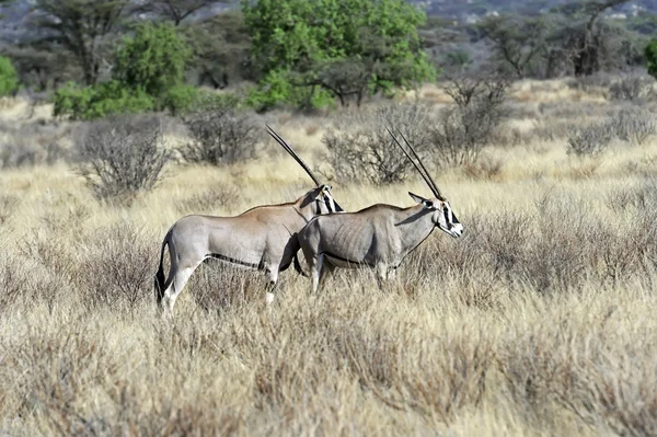 Oreks gazella in African savannah — Stock Photo, Image