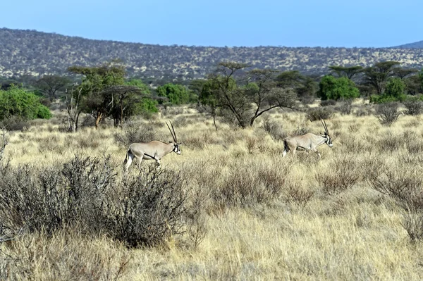 Oreks gazella em savana africana — Fotografia de Stock