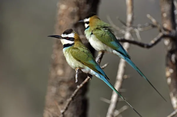 European bee eater — Stock Photo, Image