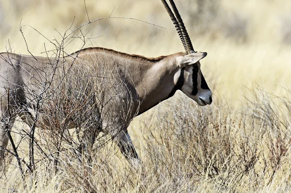 Oreks gazella w Afrykańskiej sawanny — Zdjęcie stockowe