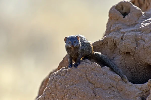 Mongoose in African savannah — Stock Photo, Image