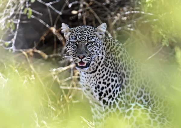 Leopard in the savannah — Stock Photo, Image