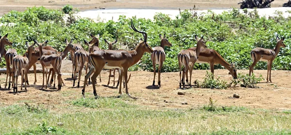 Impala in der Savanne — Stockfoto
