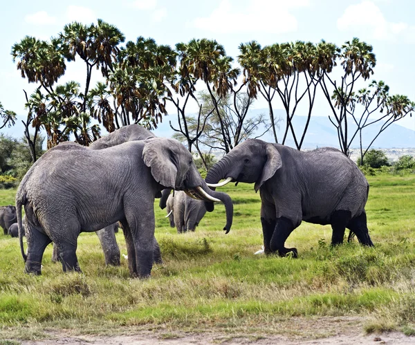 Elephant in the savannah — Stock Photo, Image