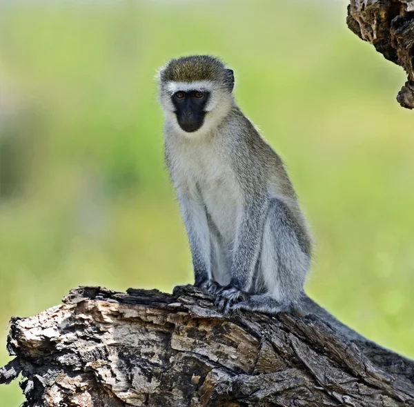 Affe in der Savanne — Stockfoto