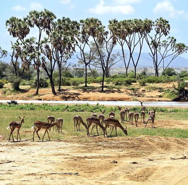 Impala na savana — Fotografia de Stock