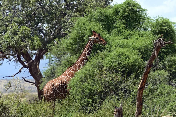 Girafa na savana — Fotografia de Stock