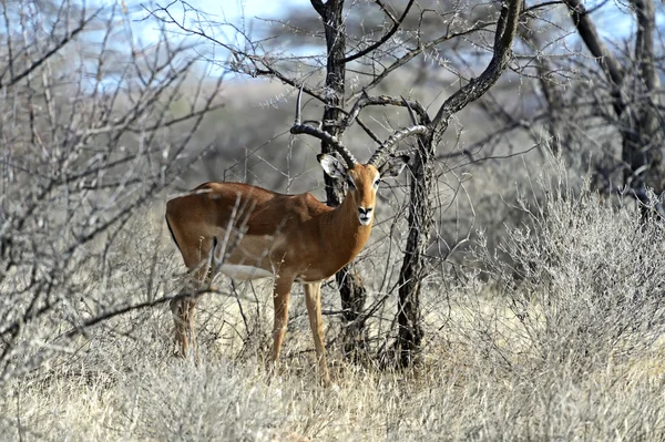 Impala gazelle in de savanne — Stockfoto