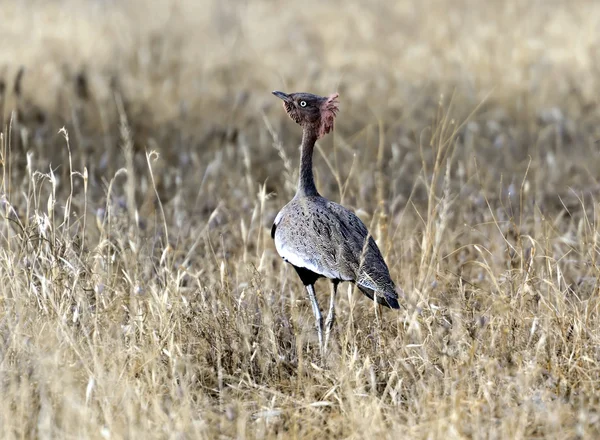 El Bustard Kori —  Fotos de Stock