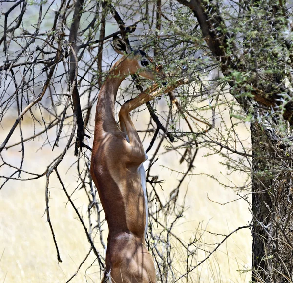 Gerenuk nella savana — Foto Stock