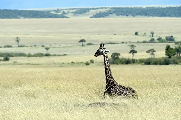 Savanadaki zürafa — Stok fotoğraf