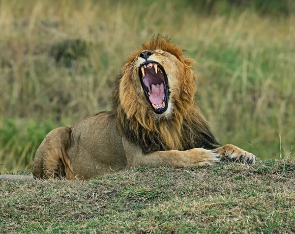 Portrait of African lion — Stock Photo, Image