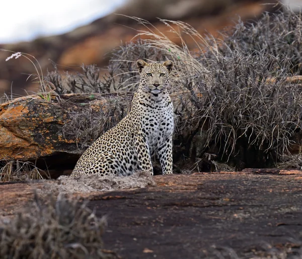 Leopard Tsavo i savannen — Stockfoto