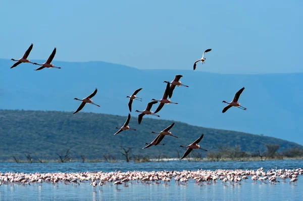 Flamingo på sjön hock — Stockfoto