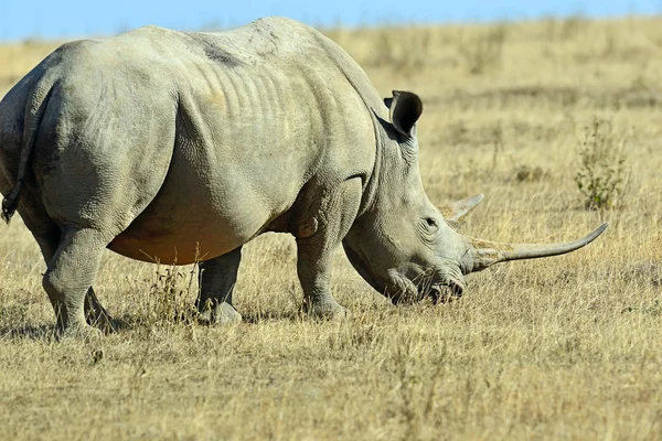 Afrikanska elefanter i savannen — Stockfoto