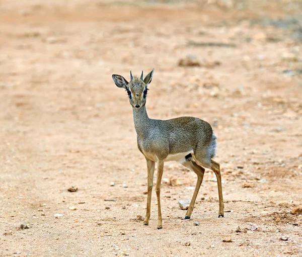 Dik Dik Antelope — Stockfoto