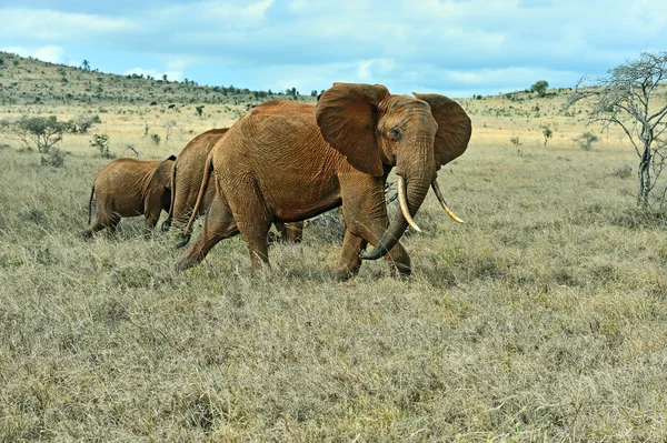 Afrikaanse olifanten in de savanne — Stockfoto