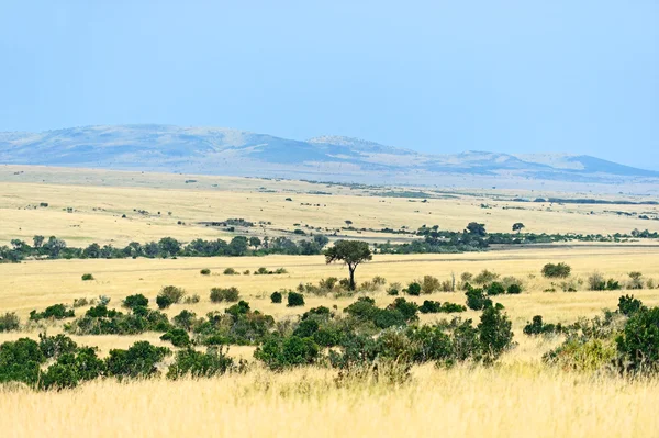 The tree in the African savanna — Stock Photo, Image