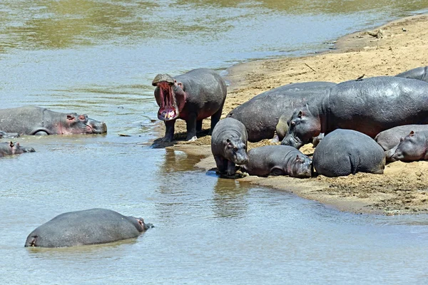 Hippopotamus Masai Mara — Stock Photo, Image