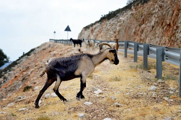 Kefalonian кози, Греція — стокове фото