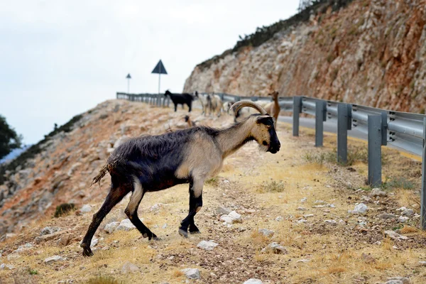 Cabra kefaloniana, Grécia — Fotografia de Stock