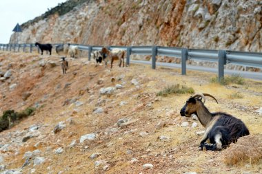Kefalonian keçi, Yunanistan