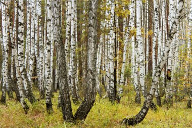 Huş ağacı orman sonbahar