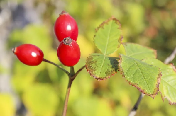 Briar — Stok fotoğraf