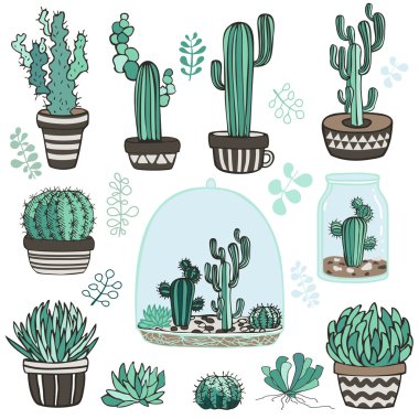 succulente plants