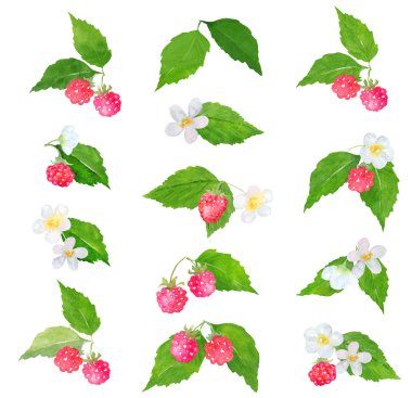 Suluboya ahududu clipart