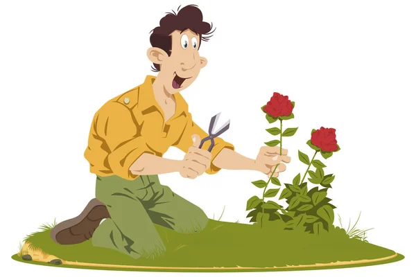 Man Takes Care Flowers Garden Gardener Cuts Rose Illustration Internet — Stock Vector