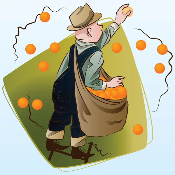 Векторная иллюстрация. Сбор урожая. Мужчина собирает апельсины — стоковый вектор
