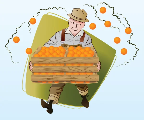 Vector stock illustration. Harvesting. A man collects oranges — Stock Vector