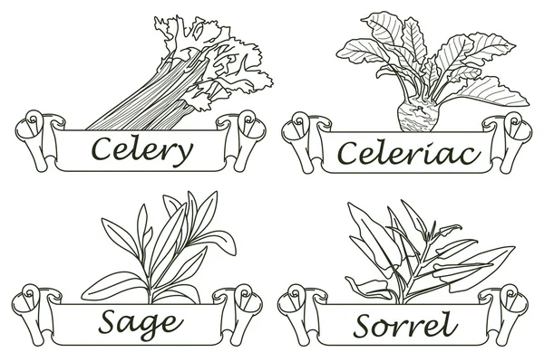 Illustration. Infographie linéaire. Herbes et épices — Image vectorielle