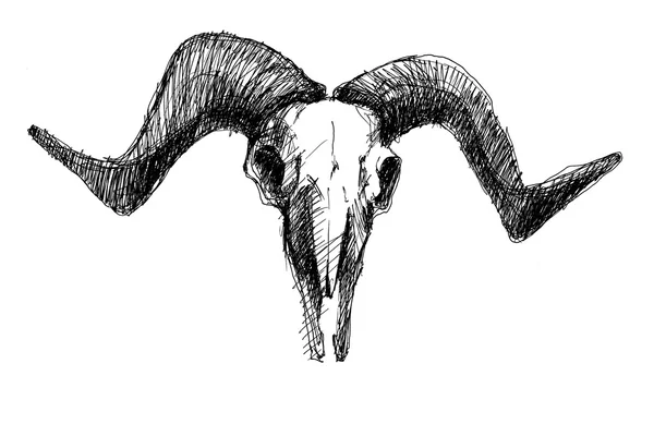 Koza czaszki na białym tle — Zdjęcie stockowe
