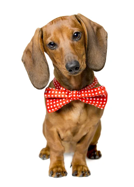 Hond gekleed strikje, portret van Dackel met ' Bow-Tie, dier kleding dragen idee — Stockfoto