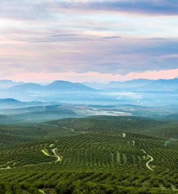 Landscape with rolling hills covered in olive trees clipart