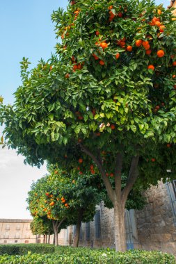 İspanyol kasabasında portakal ağacı