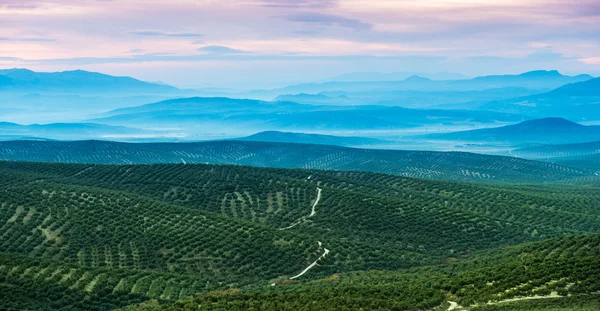 Zeytin ağaçlarında tepeler haddeleme ile manzara — Stok fotoğraf