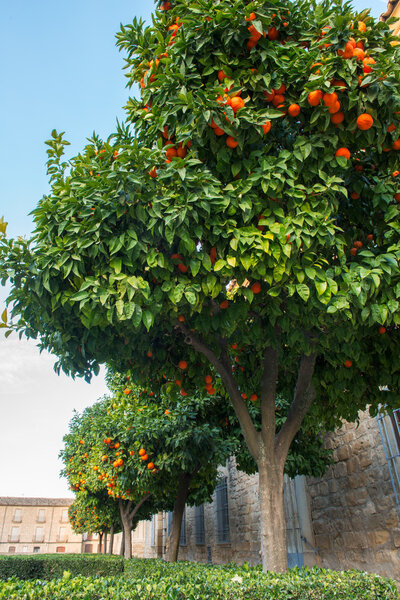 Orange trees in Spanish town