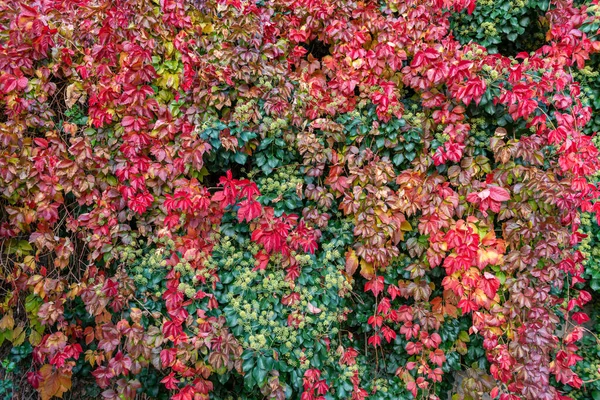 Wall Covered Plants Beautiful Autumn Colors — Stock Photo, Image