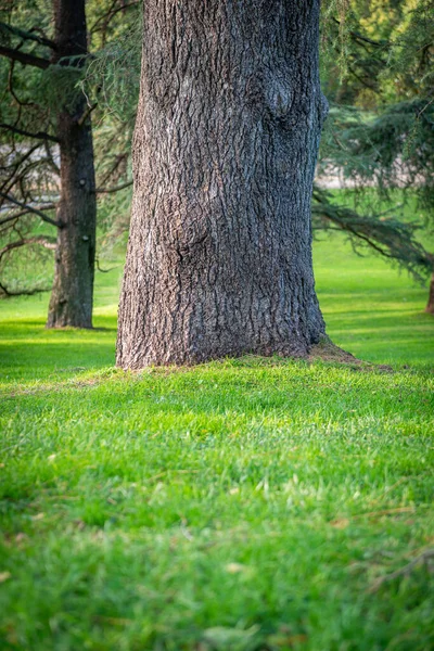 Grand Tronc Arbre Pelouse Dans Parc — Photo