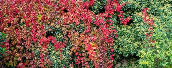 Pared Cubierta Plantas Con Hermosos Colores Otoñales — Foto de Stock