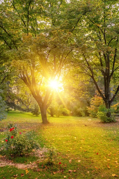 Frühherbst Park Die Sonnenstrahlen Filtern Durch Die Bäume — Stockfoto