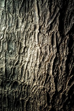 ağaç gövde doku