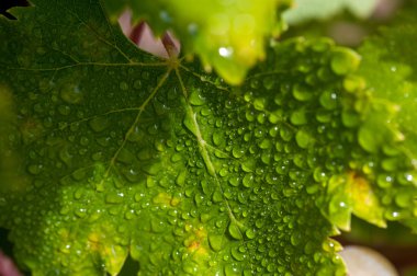 Dewy vine leaf clipart