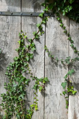 Sarmaşık tırmanma eski kapı