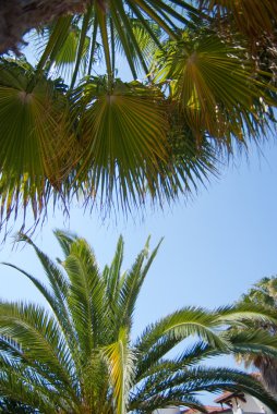 Palm tree tops